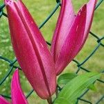 Lilium regale Çiçek