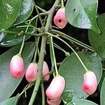 Rourea coccinea Fruit