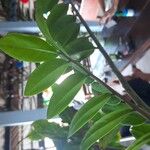 Zamioculcas zamiifolia Blatt