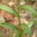 Chrysopsis subulata List