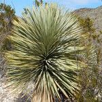 Yucca thompsoniana 形态