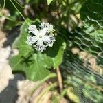 Trichosanthes cucumerina Blüte