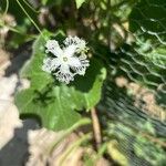 Trichosanthes cucumerina Flower