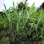 Salvia officinalis Habit