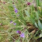 Tradescantia virginiana عادت داشتن