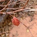 Betula occidentalis पत्ता