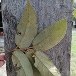 Guazuma ulmifolia 葉