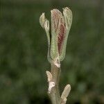 Juglans mandshurica Écorce