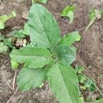 Amaranthus blitum Leaf