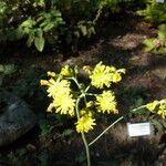 Hieracium schmidtii