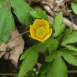 Ranunculus hispidus 花