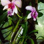 Dendrobium bigibbum Habit