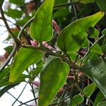 Jasminum polyanthum Feuille