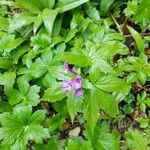 Cardamine pentaphyllos Blad