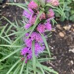 Liatris spicata 花