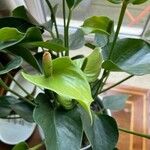 Anthurium scherzerianum 葉