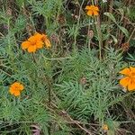 Tagetes tenuifolia Habitat