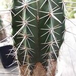 Pachycereus pecten-aboriginum Hábito