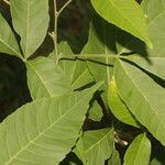 Thouinia serrata Leaf