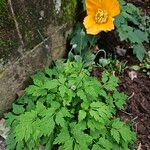 Papaver cambricum Habitat