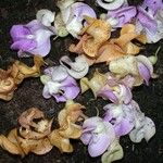 Cochliasanthus caracalla Blomma