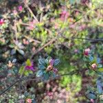 Rhododendron indicum Leaf