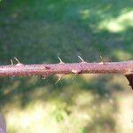 Rubus condensatus Bark