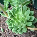 Echeveria elegans Folha