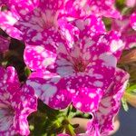 Petunia x atkinsiana പുഷ്പം