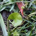 Dichondra carolinensis পাতা