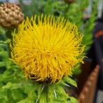 Centaurea macrocephalaKwiat