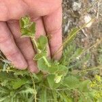 Kickxia lanigera Hoja