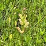 Pedicularis sceptrum-carolinum Flor