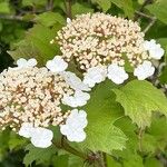 Viburnum sargentii Flower