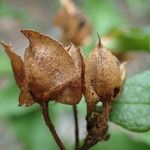 Cistus populifolius Ffrwyth