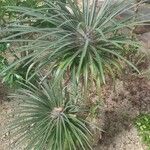 Pachypodium lamerei Leaf