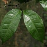 Tetraberlinia bifoliolata Blatt