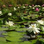 Nymphaea ampla 整株植物