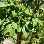 Psidium cattleyanum Fruchs