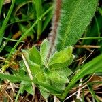 Androsace chamaejasme Leaf