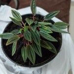 Peperomia albovittata ഇല