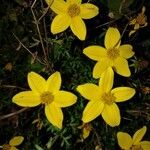 Bidens ferulifolia 花