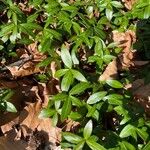 Vinca minorLeaf