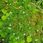 Moehringia muscosa Habitatea