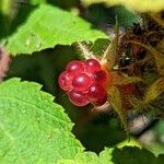 Rubus phoenicolasius Fruto