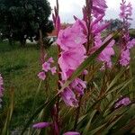 Watsonia borbonica Blüte