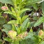 Cistus ladanifer Hoja