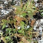 Atriplex glabriuscula Folha