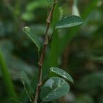 Alysicarpus vaginalis Plante entière