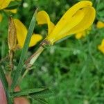 Calicotome spinosa Flower